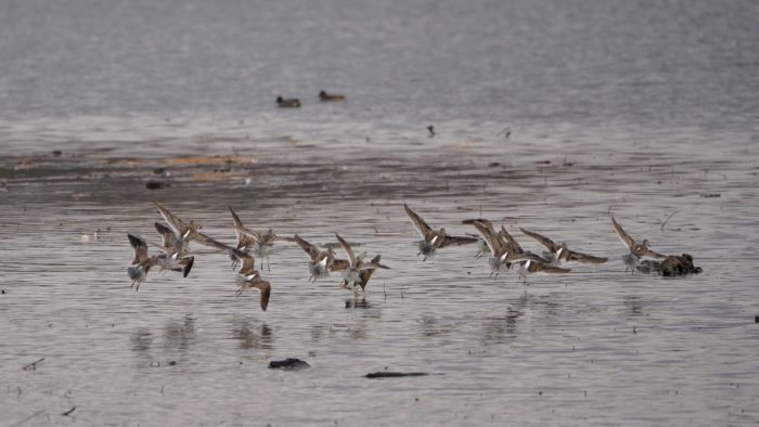 Long-billed Dowitchers