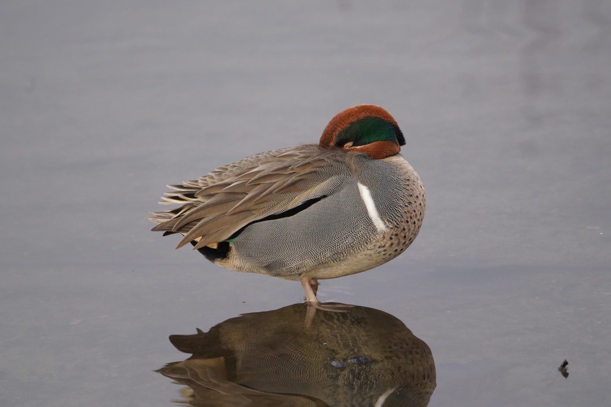 Green-winged Teal