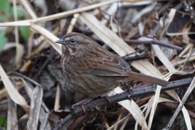 Song Sparrow