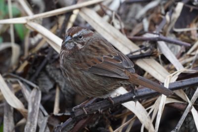 Song Sparrow