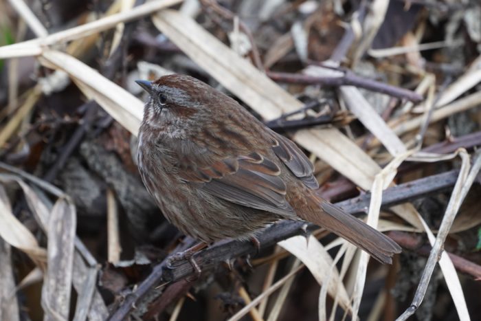 Song Sparrow