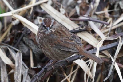 Song Sparrow