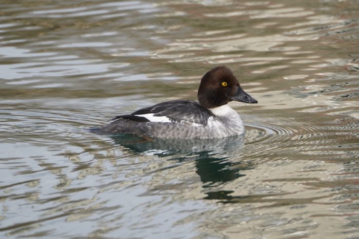 Common Goldeneye, female