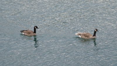 Canada Geese