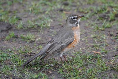 American Robin