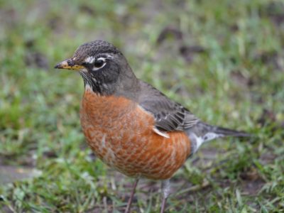 American Robin