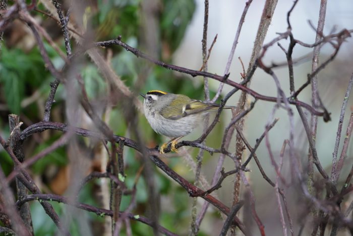 Golden-crowned Kinglet