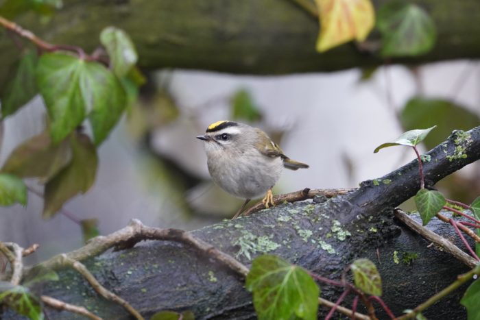 Golden-crowned Kinglet