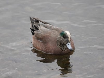 American Wigeon