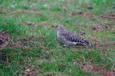 Northern Flicker