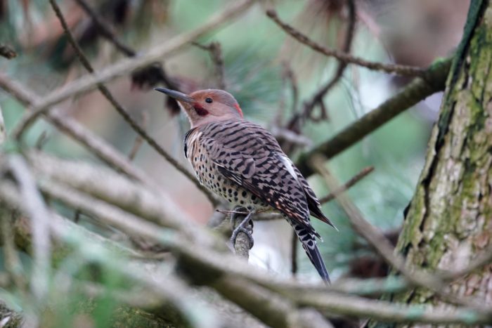 Northern Flicker