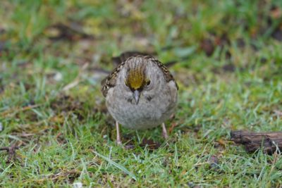 Golden-crowned Sparrow