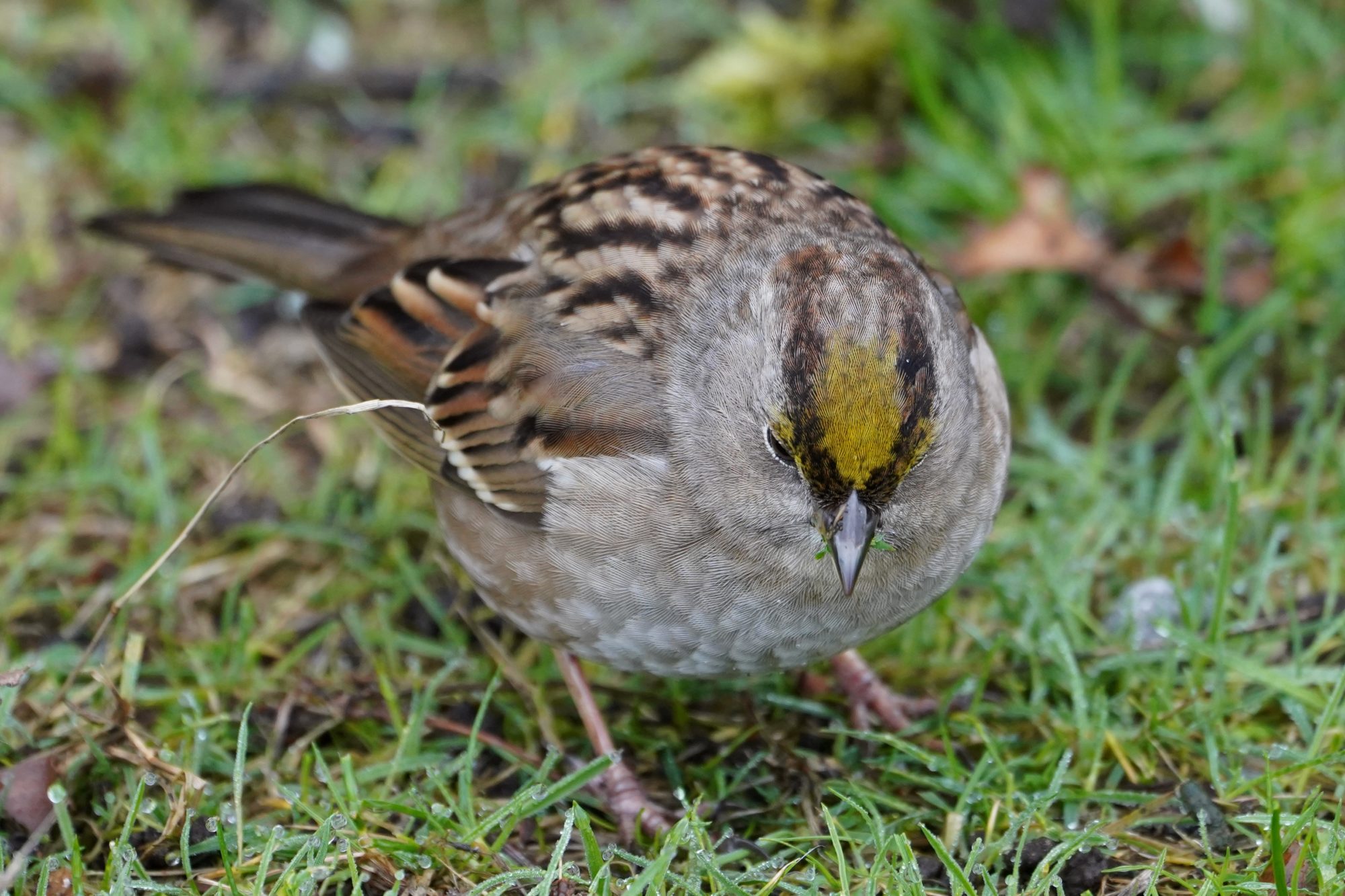 Golden-crowned Sparrow