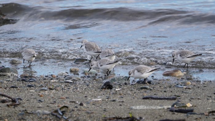 Sanderlings