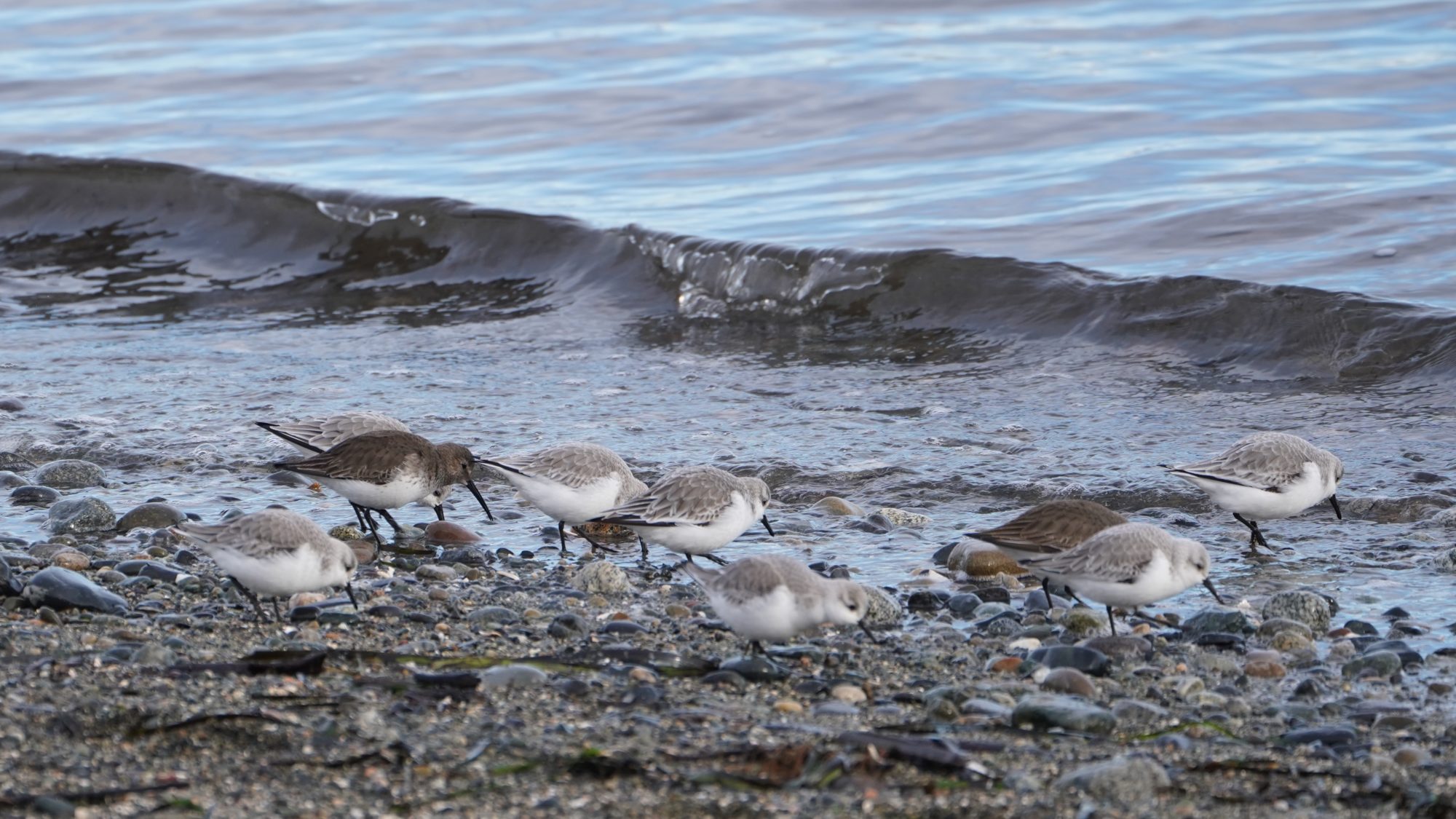 Sanderlings and Dunlins