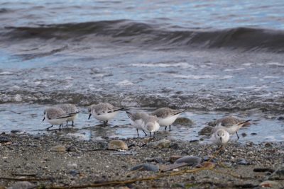 Sanderlings