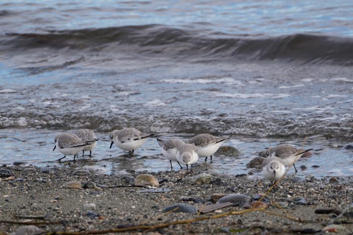 Sanderlings