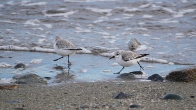 Sanderlings