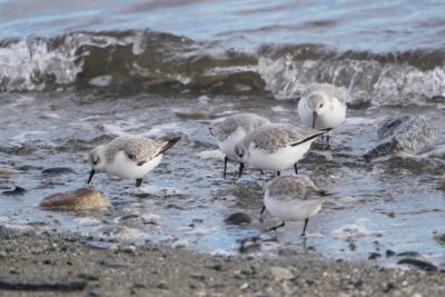 Sanderlings