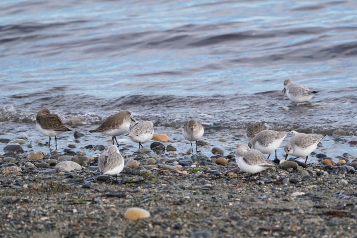 Sanderlings and Dunlins