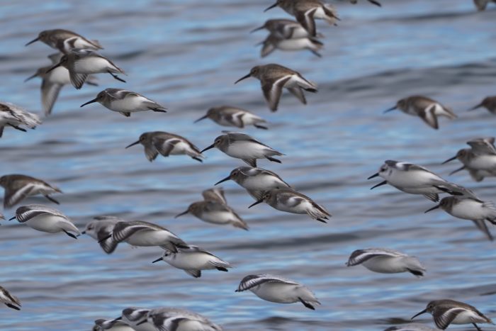 Sanderlings and Dunlins