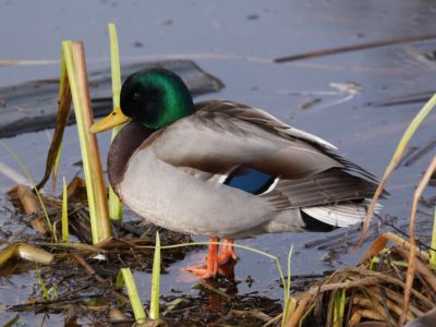 Mallard Duck