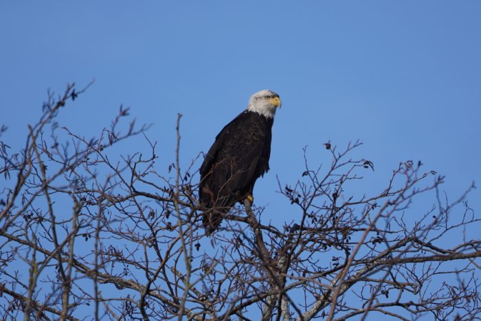 Bald Eagle