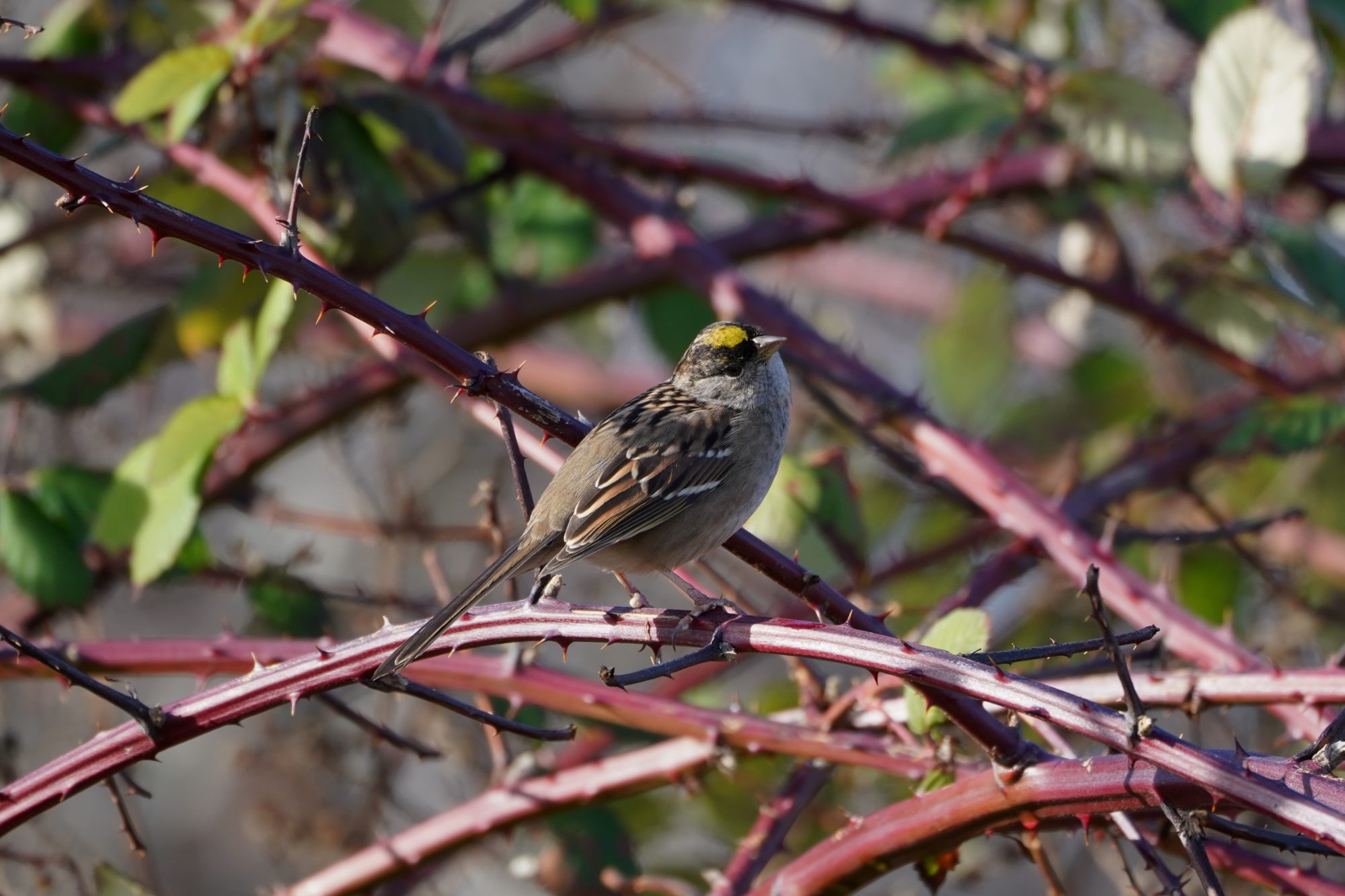 Golden-crowned Sparrow