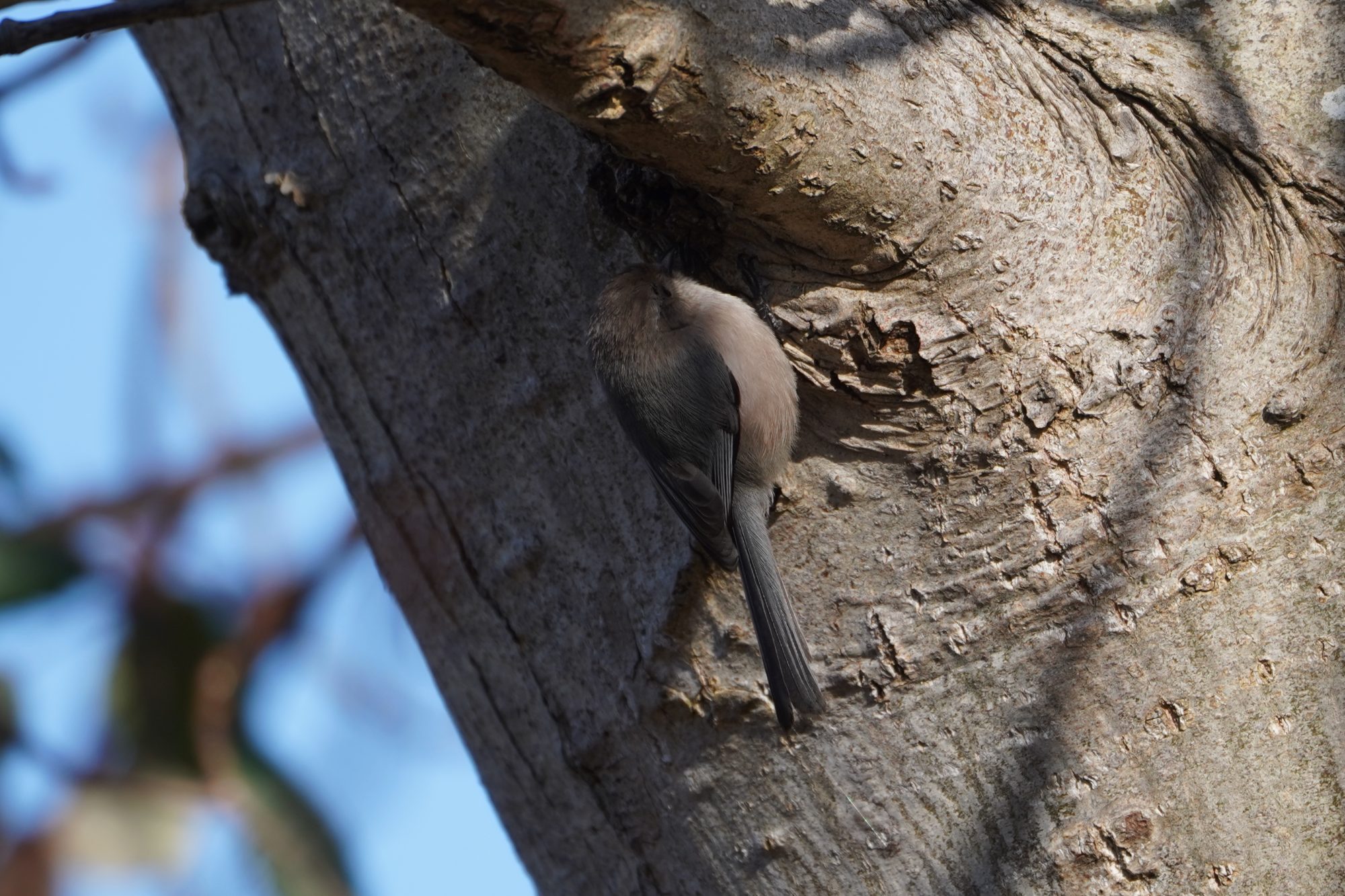 American Bushtit