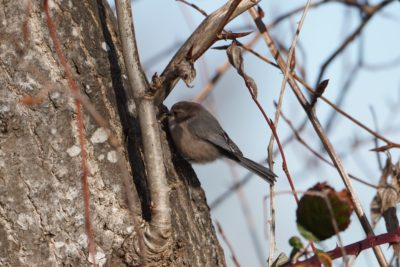 American Bushtit