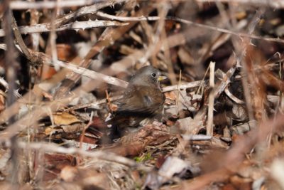 Fox Sparrow