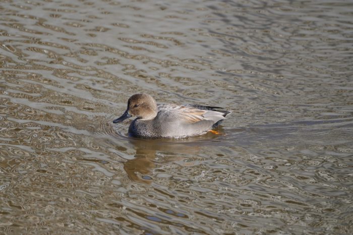 Gadwall