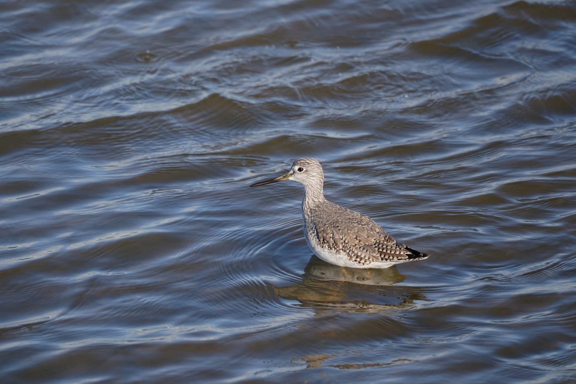 Greater Yellowlegs