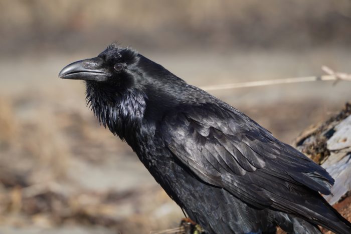 Common Raven