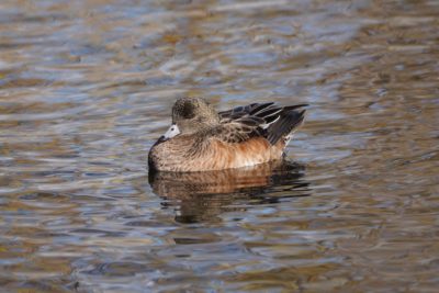 American Wigeon, female