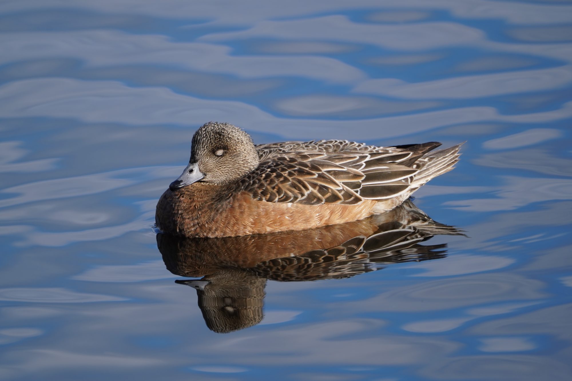 American Wigeon