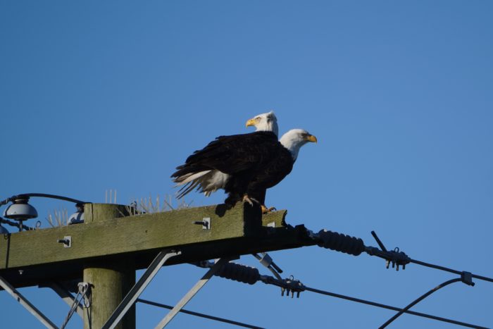 Bald Eagles