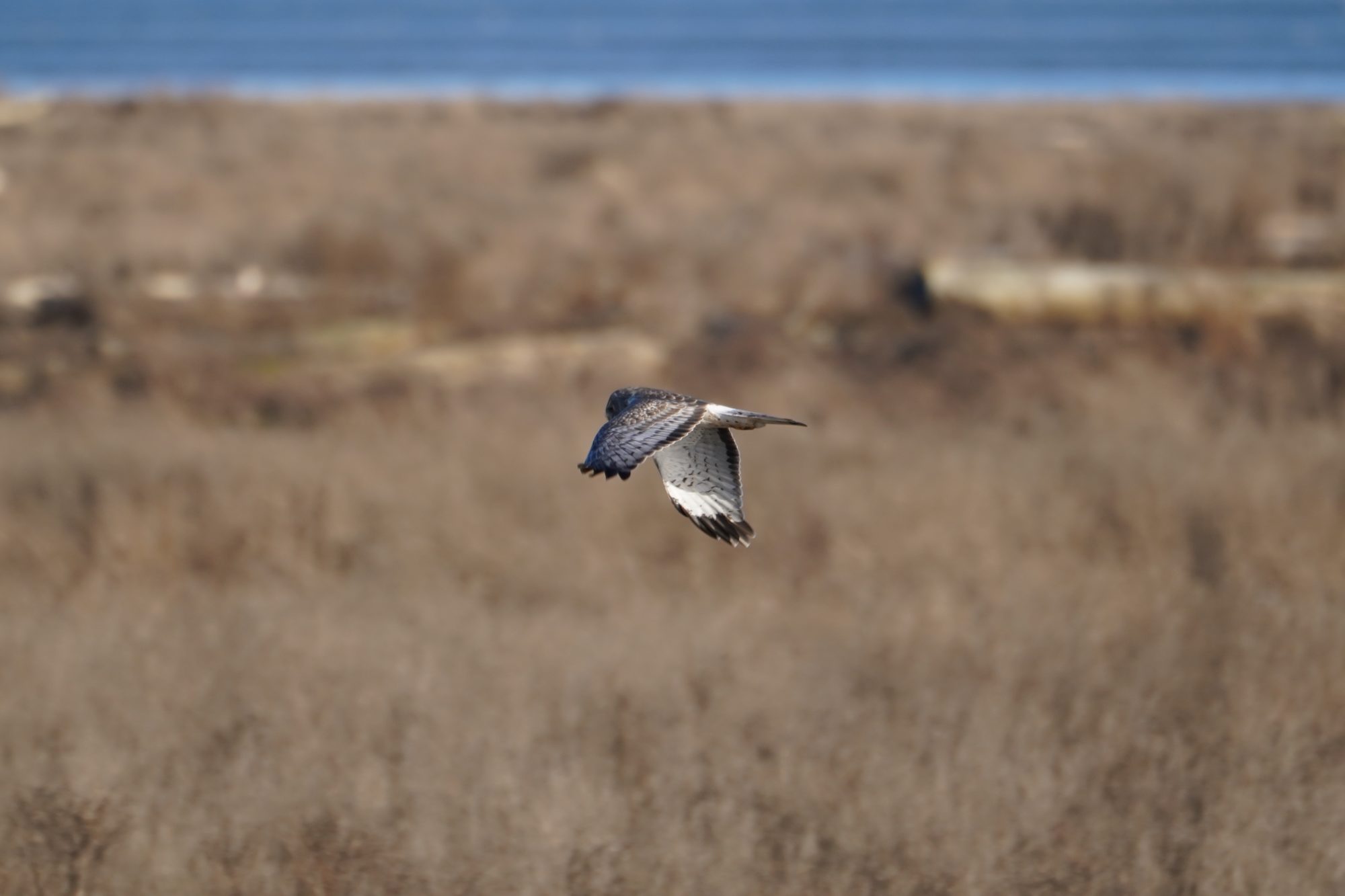 Northern Harrier