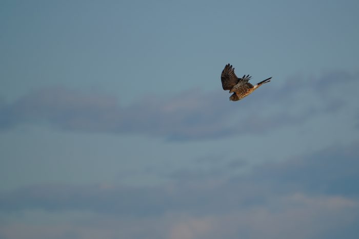 Northern Harrier