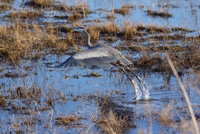 Great Blue Heron