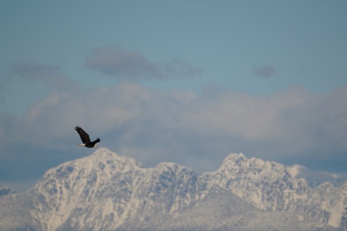 Bald Eagle flying in front of mountains