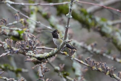 Anna's Hummingbird