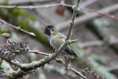 Anna's Hummingbird