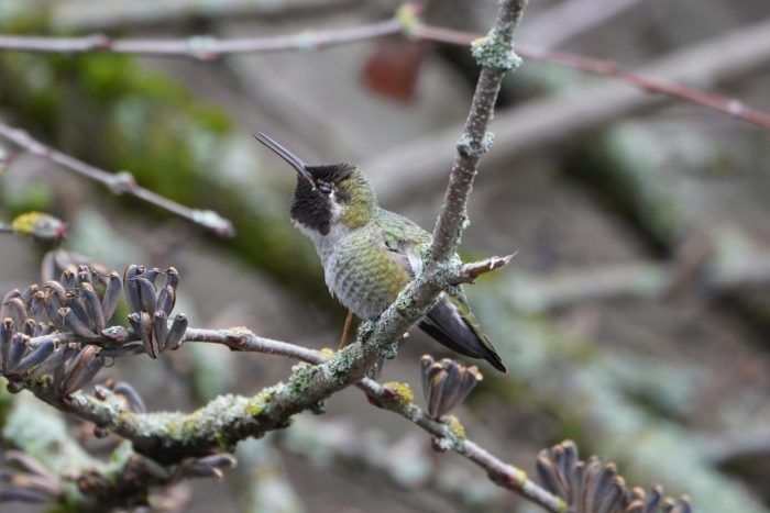 Anna's Hummingbird