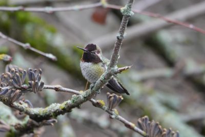 Anna's Hummingbird