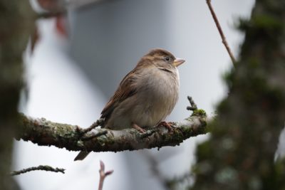 House Sparrow