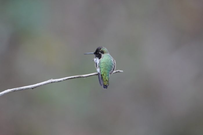 Ana's Hummingbird