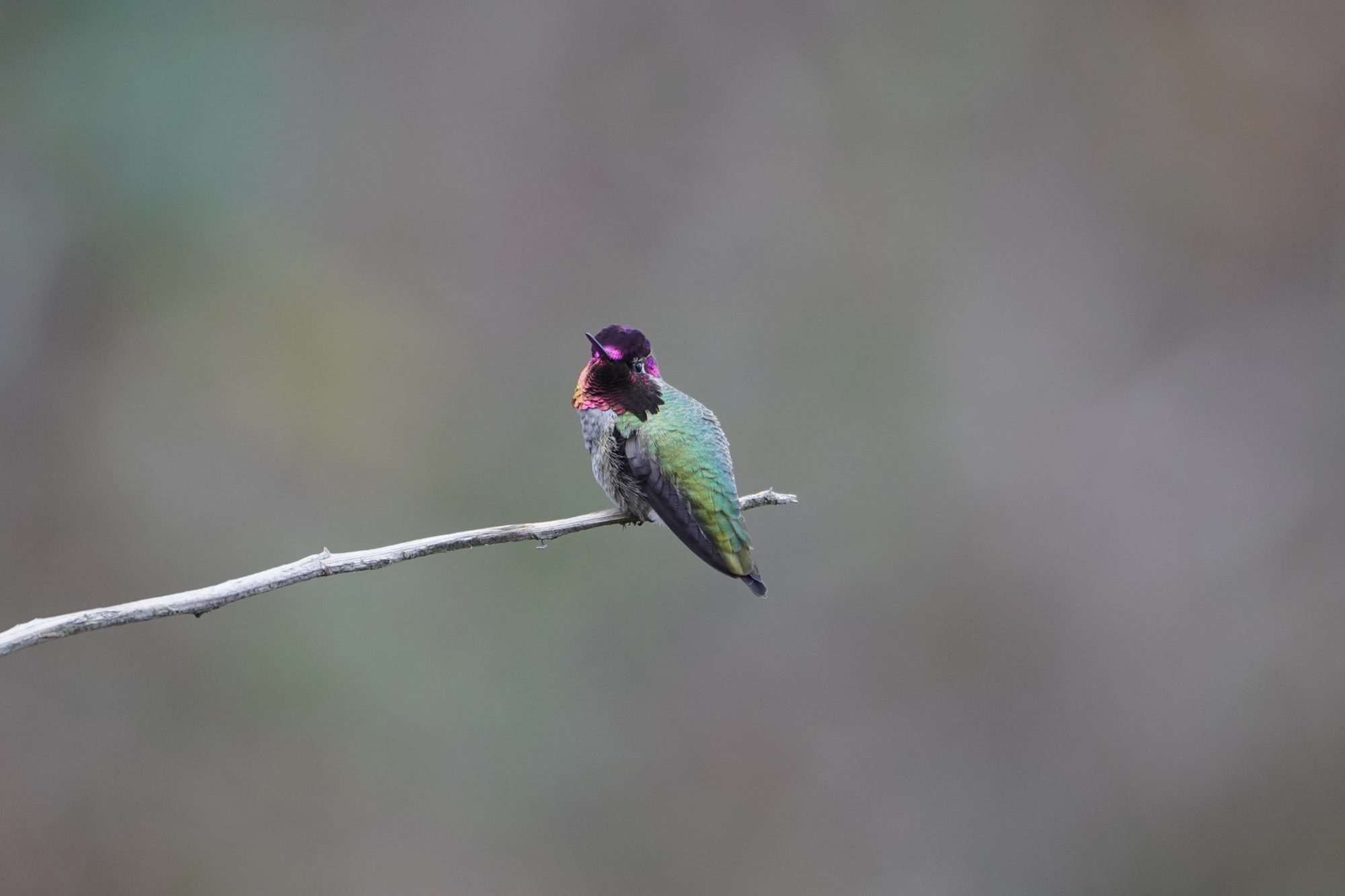 Anna's Hummingbird