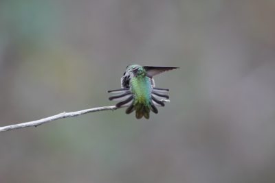 Anna's Hummingbird