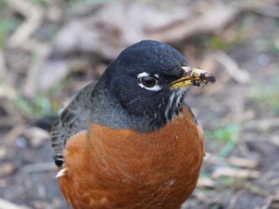 American Robin